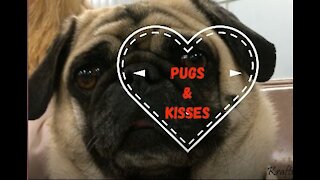 Adorable Pug Compilation - Cute Pug Videos