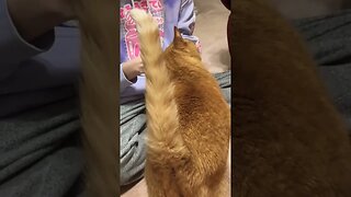 Hungry Cat Meows for Food