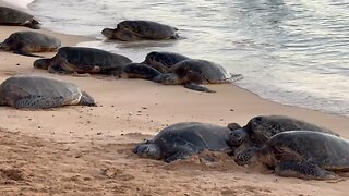 Sea turtles of hawaii