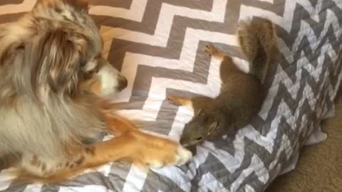 Dog and squirrel share unique friendship