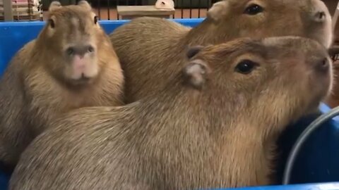 Our capybaras enjoying snack time while bathing