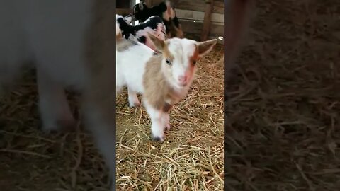 #goats #cute #babygoat #farmanimals #homesteading #homesteadlife #farm #babyanimals #farmanimals