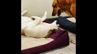 Dog has his own bed, decides to wrestle for his buddy's bed