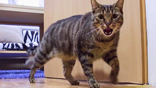 Cat Reacts Adorably Every Time He Misses His Owner