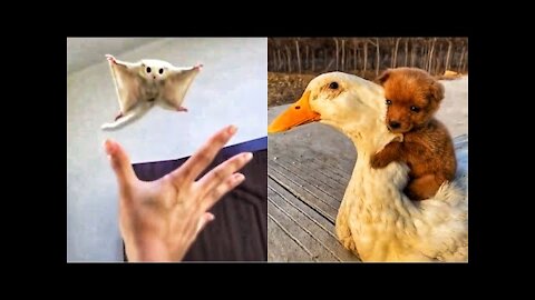 Funny animal videos | Funny animal videos for kids to laugh | Animal
