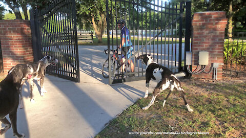 Pack Of Great Danes Are Great Guard Dog Gate Greeters