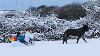 Ever seen an inflatable sled pulled by donkeys?