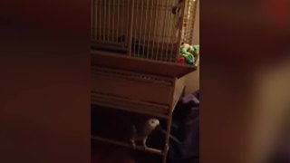 Cry Baby Parrot: A bird cries like a toddler in a cage
