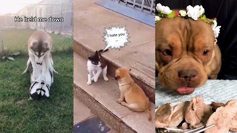 Funny, Smart And Cute Dogs VideoTry Not To Laugh 34