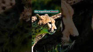 Cheetah Safari Adventure: Witnessing the Wild Elegance! #Safari #NatureDocumentary #shorts