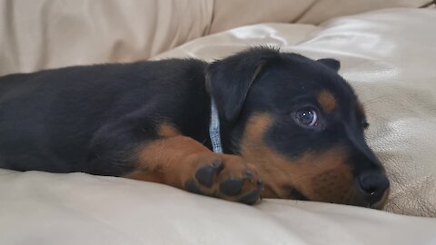 Adorable puppy gets caught with uncontrollable hiccups