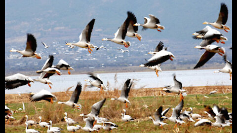 Supporting migratory birds during their long journey