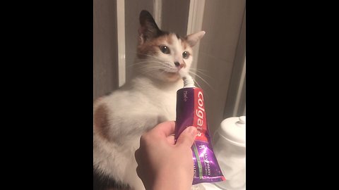 Cat Smells Toothpaste, Humorously Attacks It