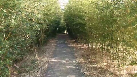 Walk on a path made of bamboo