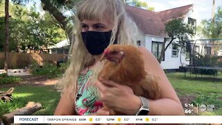 More Tampa Bay area families raise backyard chickens during the pandemic