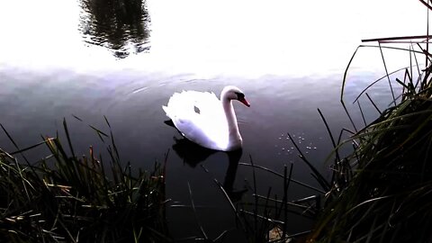 Swan floats