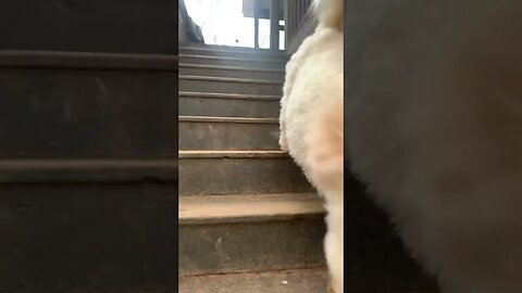 Small Dog Vs Tiny Stairs 😂