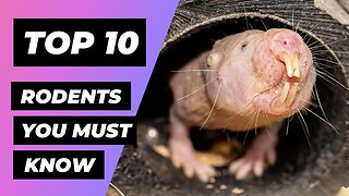 Top 10 RODENTS You Need to Know About! | 1 Minute Animals
