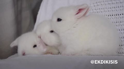 Fluffy grooming bunnies are just too cute for words!