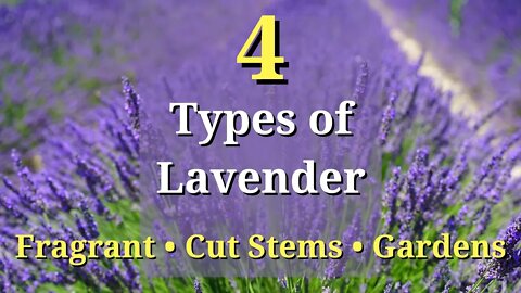 4 Types of Lavender Plants