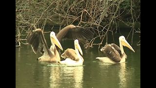 Pelicans Move Into Park