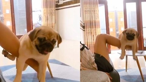 A lovely dog ​​is exercising