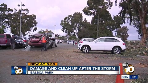 Cleaning up after tree topples over cars in Balboa Park