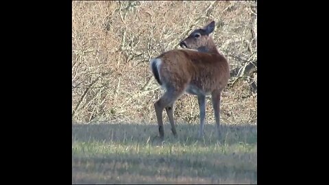 Deer in Georgia