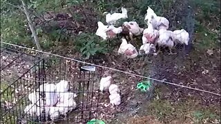 Free Ranging Meat Bird Broiler Chickens Reduced Feed Cost & Improved Health