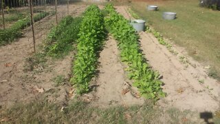 How I Harvest Turnip Greens; Canning and Freezing for Storage