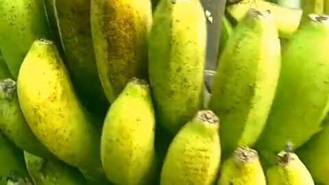 Ripe bananas on the tree