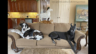 Tips For Getting Two Great Danes And A Cat To Pose For A Perfect Photo