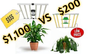 Expensive $1,100 Grow Light VS CHEAP $200 Grow Light - Grow Journal 4