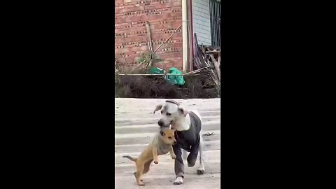 Funny Dog 🐶🐶 . A beautiful 😻❤️😻😻 moment 😍😊