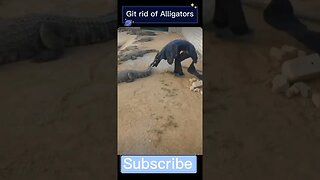 This is how you can drive away Alligators || Get rid of Alligators