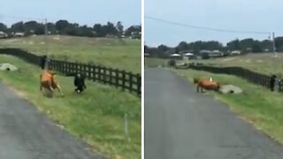 Firefighter gets chased by stray cow