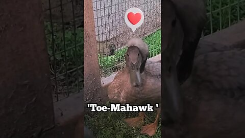 Toe-Mahawk is Special