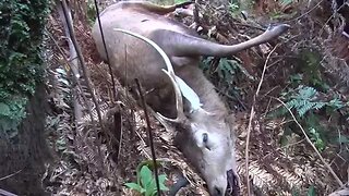 Rangitoto Range 1080 Poison Drop - deer repellent not effective ...