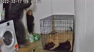 Home Invasion Puppy Robbery by Gang in Manchester | Bully's From UK