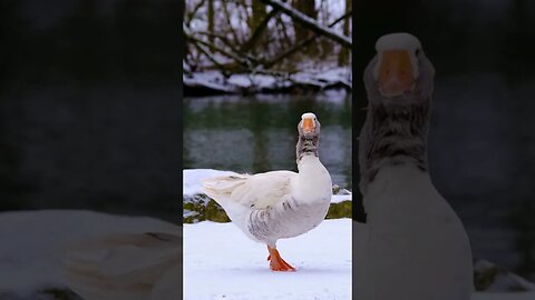 Duck sound- Snowy- Beautiful White Goose- #shorts