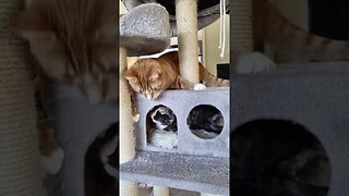 Cat tree mischief