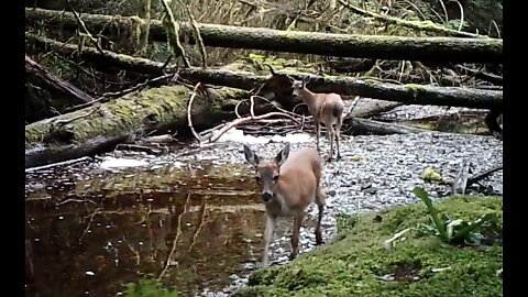 A Small Salmon Stream, August 14-17