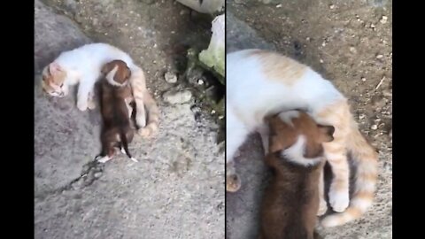 Cat breast feeding puppy. Video contributed by Davina