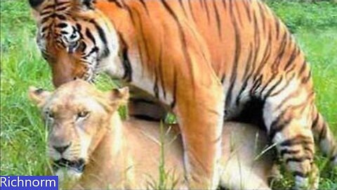 What Happens When Male Tiger & Female Lion Mate! Tiger & Female Lion Mate