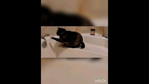 Cat Tries To Catch Water Dripping From Faucet