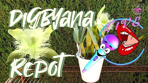 🎤Repotting Rhyncholaelia Digbyana into Semi-Hydro Set-Up | Tutorial | Root Cleaning #ninjaorchids
