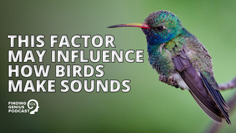 This Factor May Influence How Birds Make Sounds #shorts