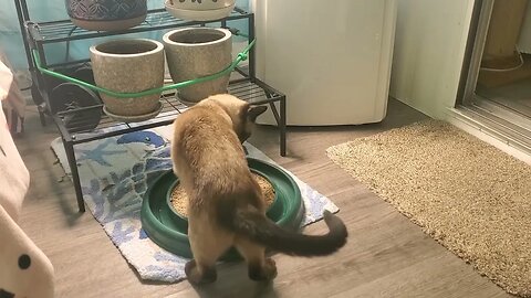 Siamese Cat is a Pro with Turbo Scratcher Ball