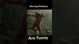 Dancing Monkeys are Funny
