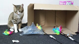 Cat Is Curious about the New Box